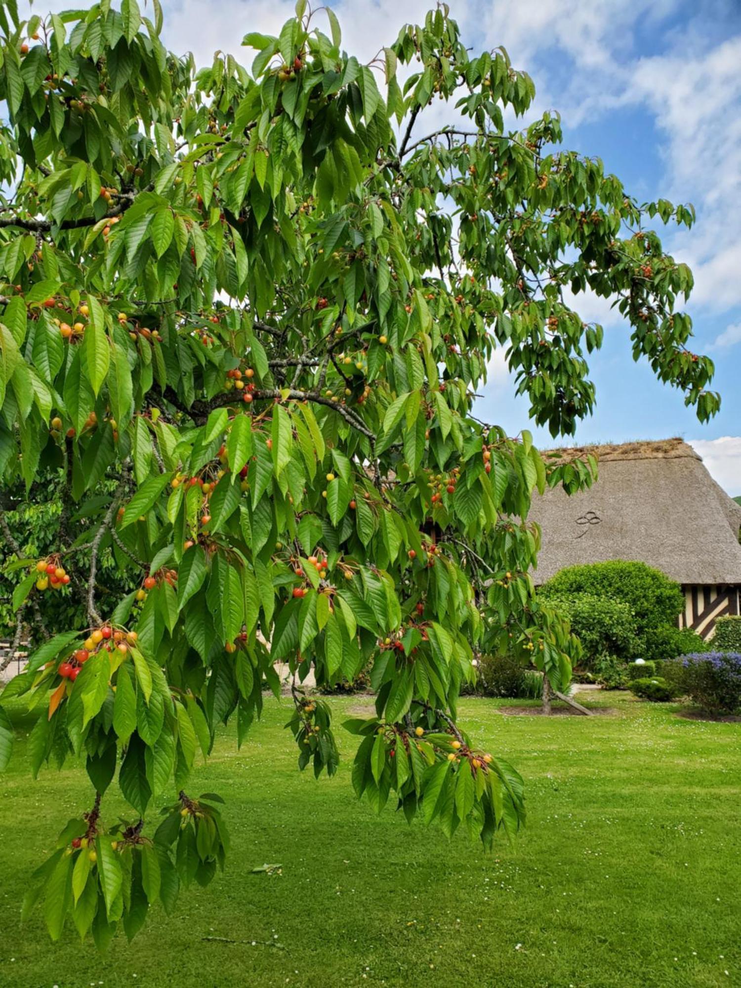 La Griotte 2 & Spa&Piscine Pennedepie Kültér fotó